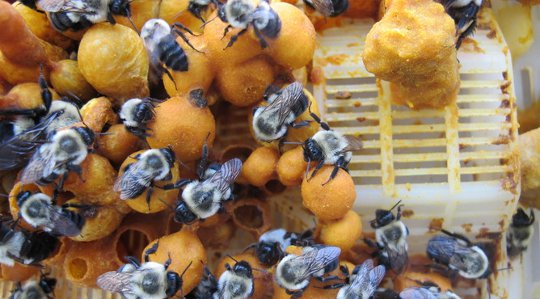 Can Planting Flowers Help Bees Fight Parasites?