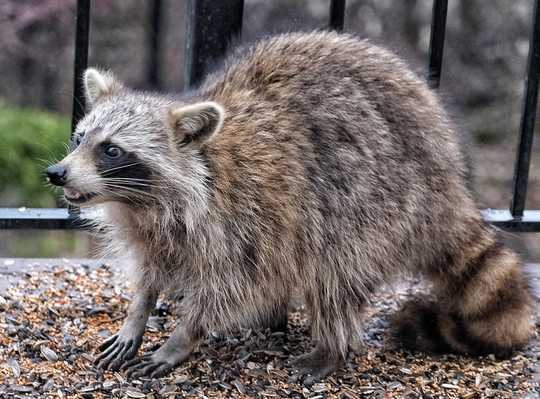 How To Handle Raccoons, Snakes And Other Critters In Your Yard