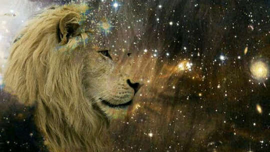 lion's face looking out at the stars