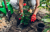 woman working with plants outdoors
